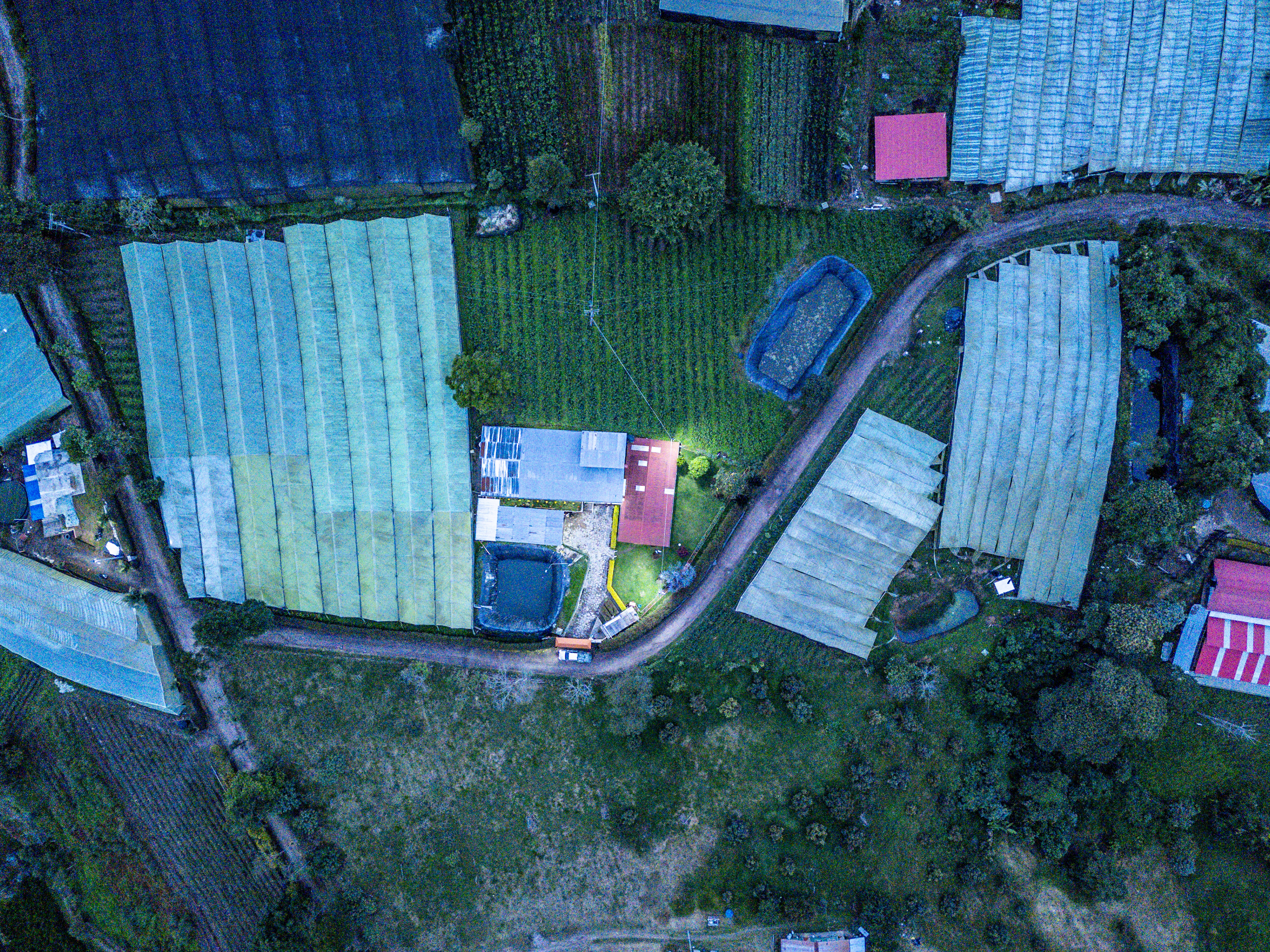 follajes naturales Monteverde